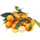 Clementine con Foglia Italiane senza semi