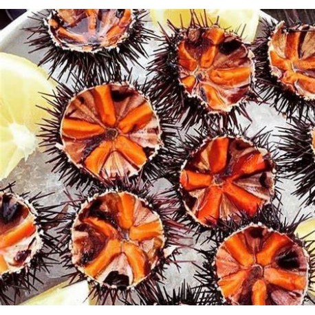 Ricci di mare