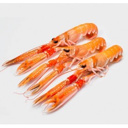 Scampi freschi