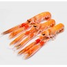 Scampi freschi