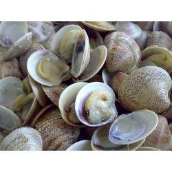 Vongole lupino fresche dell'adriatico