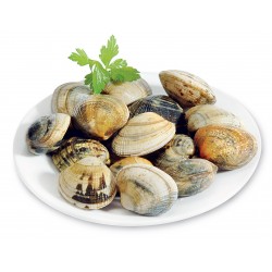 Vongole Veraci fresche dell' adriatico