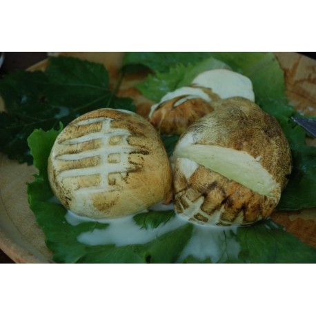 Mozzarella di bufala campana ''affumicata'' da 250 gr.