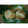 1kg di Mozzarella di latte di bufala della Campania ''affumicata'' da 250 gr.