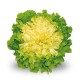 Insalata Scarola Prodotto fresco italiano consegna a domicilio gratuita Austria e Bratislava