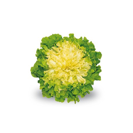 Insalata Scarola Prodotto fresco italiano consegna a domicilio gratuita Austria e Bratislava